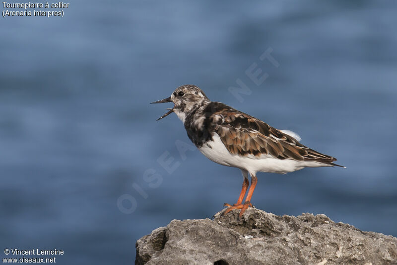 Ruddy Turnstone