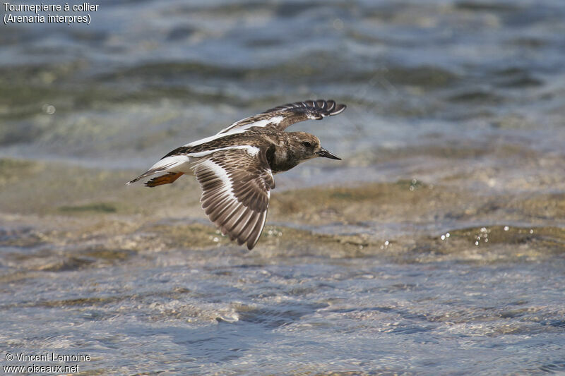 Ruddy Turnstone, close-up portrait