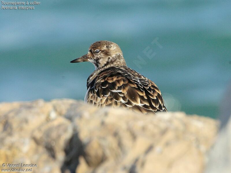 Ruddy Turnstone