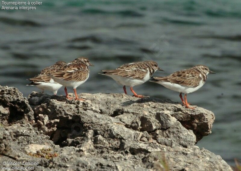 Ruddy Turnstone