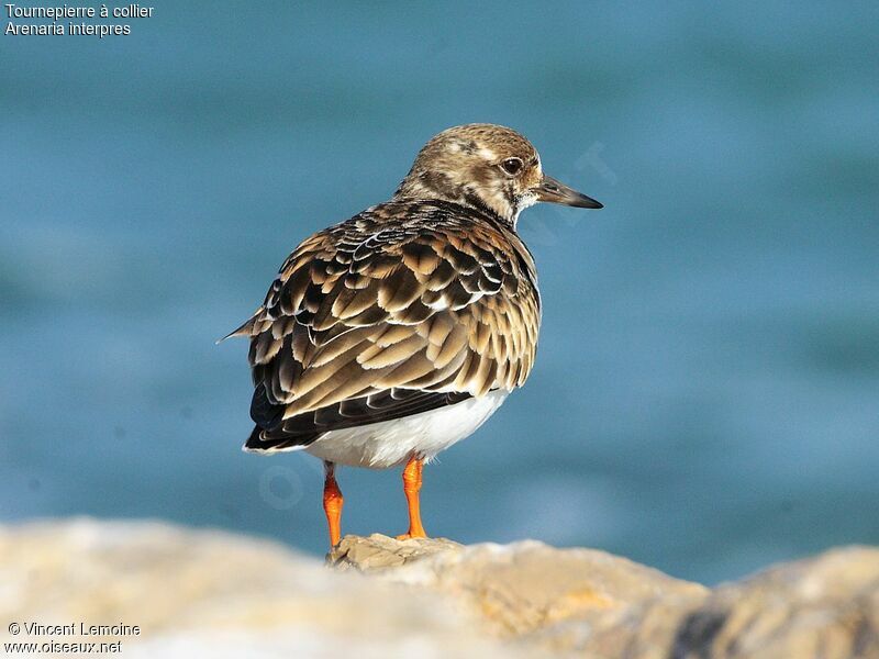 Ruddy Turnstone