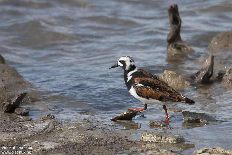 Ruddy Turnstone male adult breeding, identification