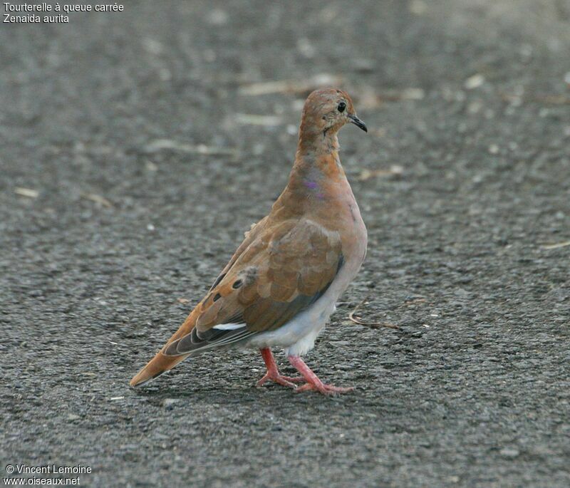 Zenaida Dove