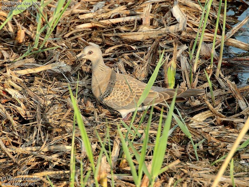 European Turtle Dove