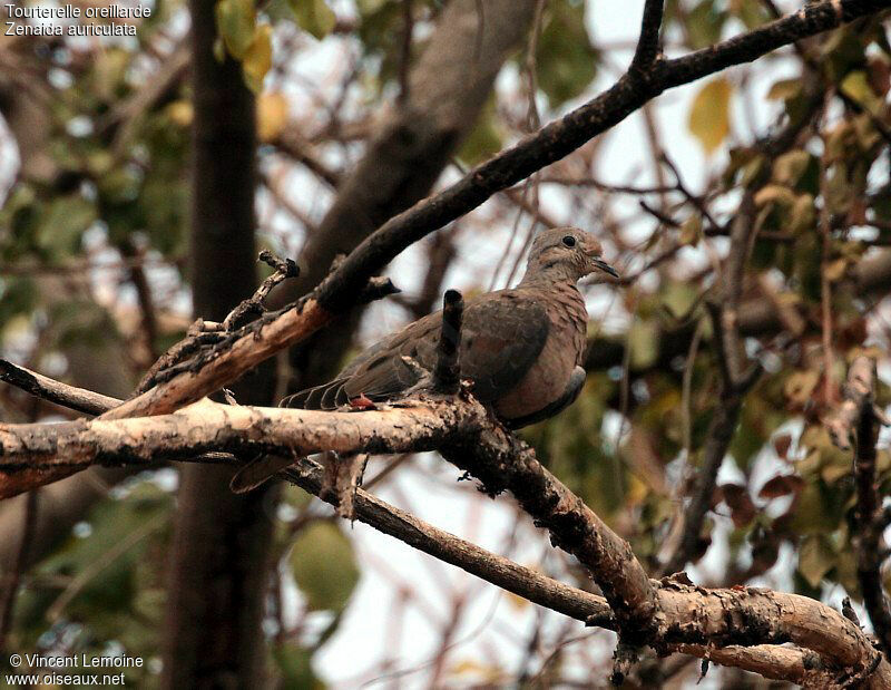 Eared Dove