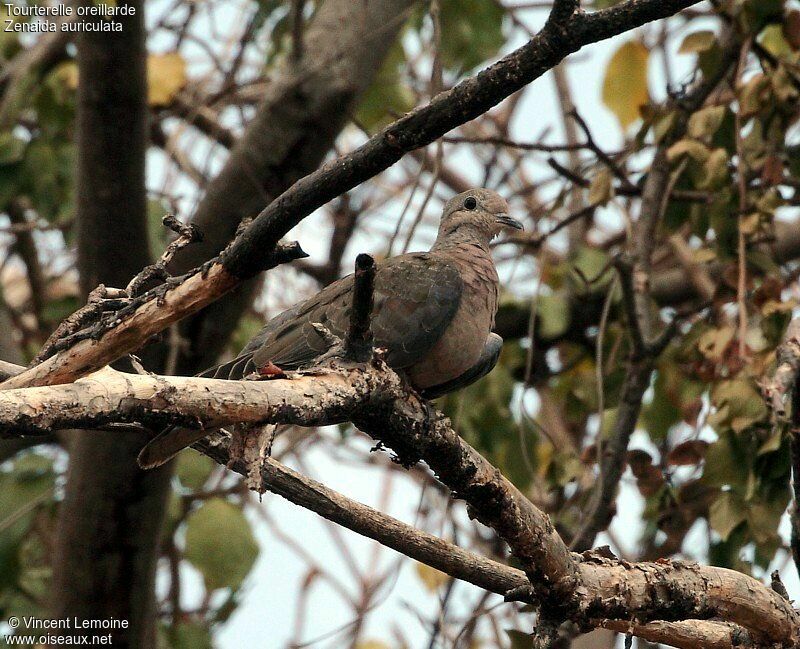 Eared Dove