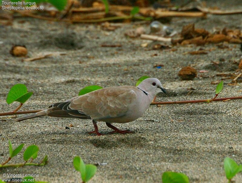 Eurasian Collared Dove