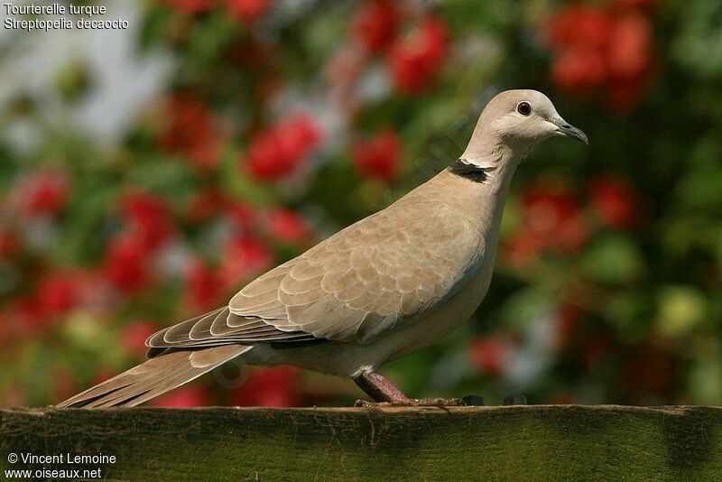 Eurasian Collared Doveadult