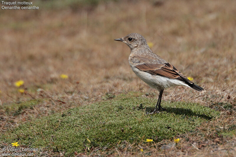 Northern WheatearFirst year