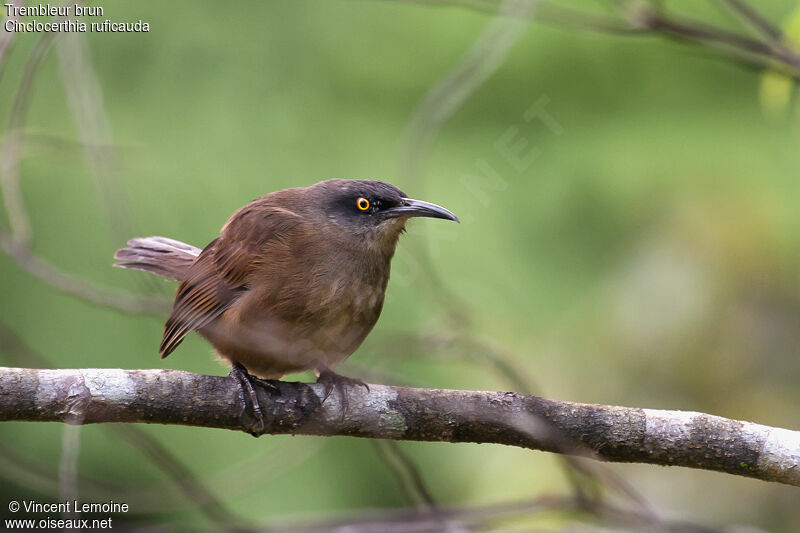 Brown Trembleradult