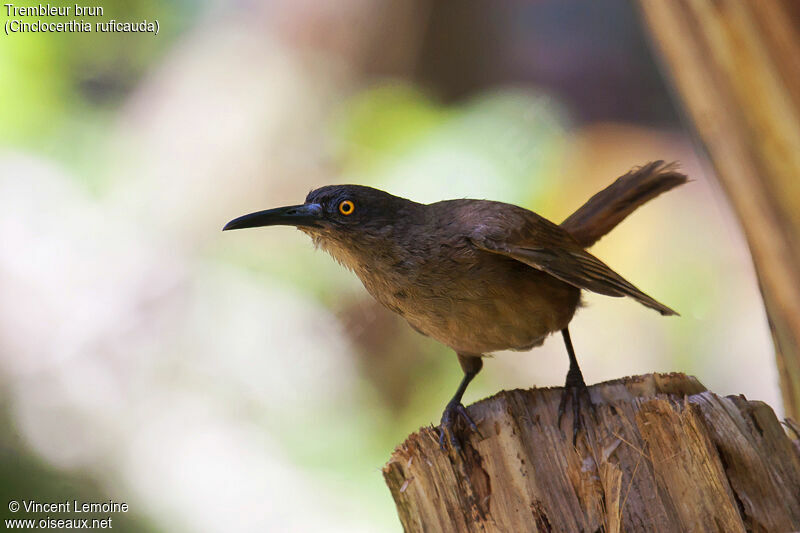 Brown Trembler