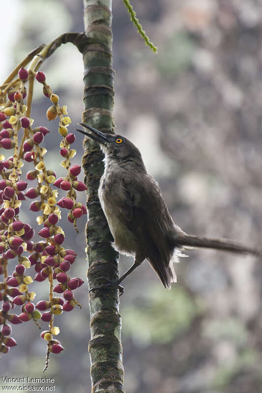 Grey Trembleradult