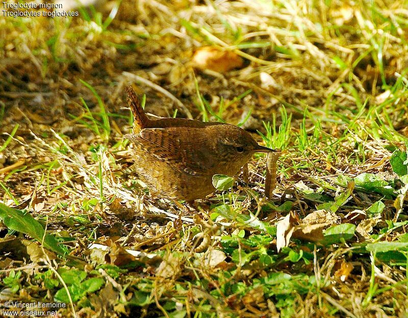 Eurasian Wren