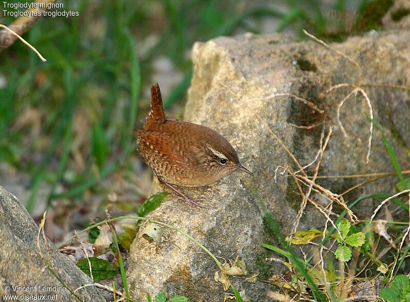 Troglodyte mignon