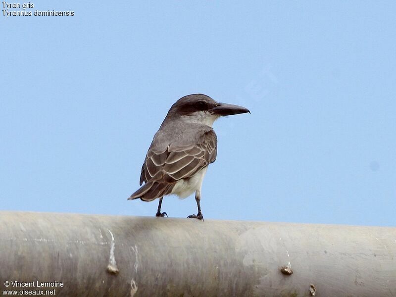 Grey Kingbird