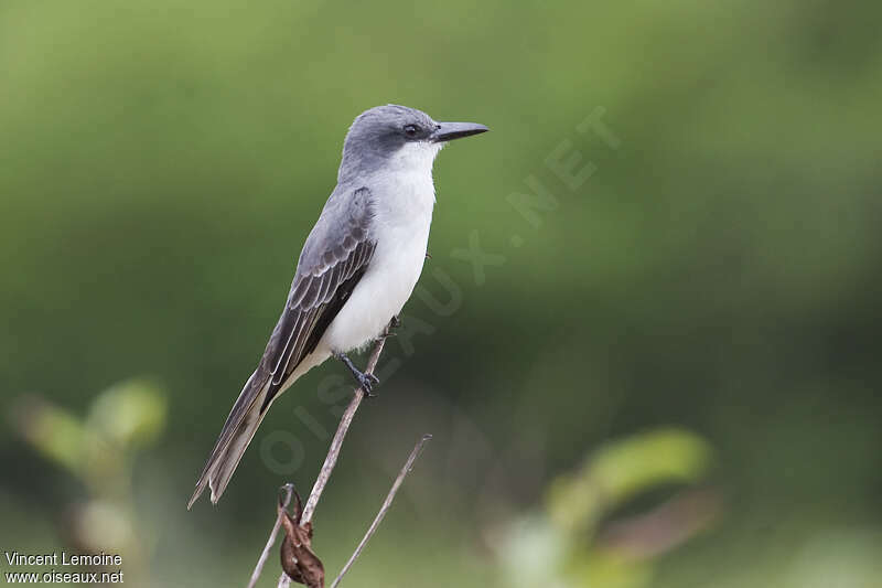 Grey Kingbirdadult, identification