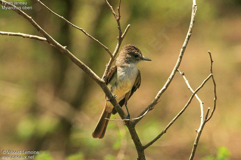 Lesser Antillean Flycatcher