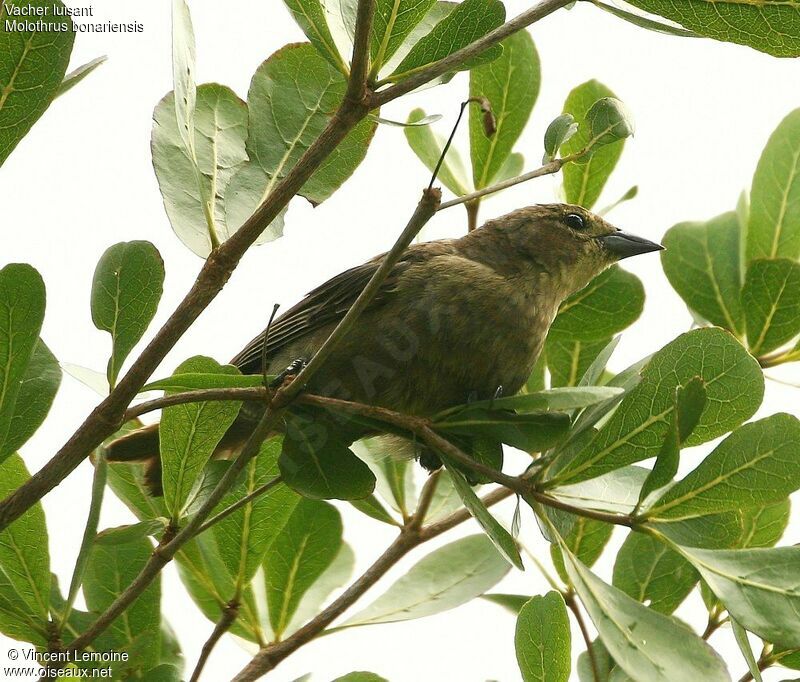 Shiny Cowbird female adult