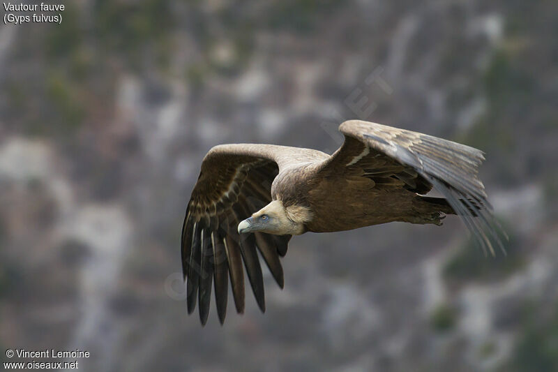 Vautour fauve, portrait, Vol