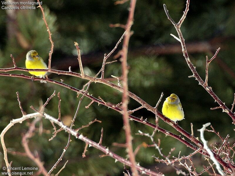 Citril Finch