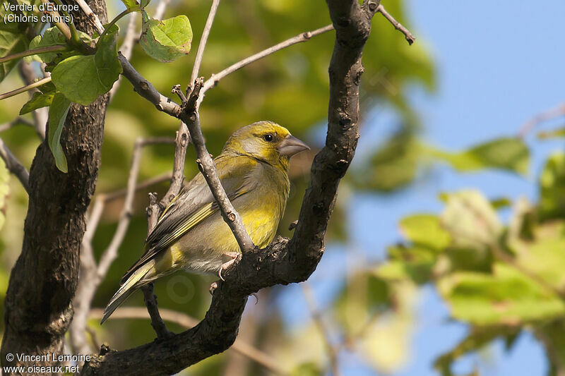 European Greenfinch male adult