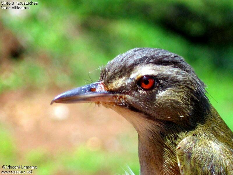 Black-whiskered Vireo