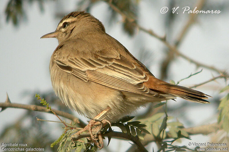 Rufous-tailed Scrub Robin