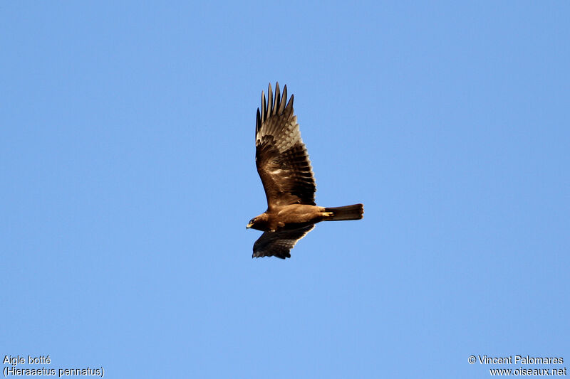 Booted Eagle