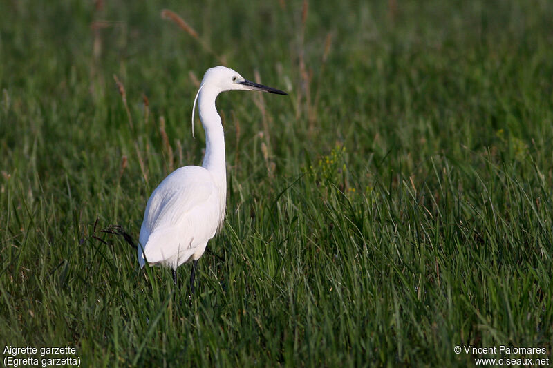 Aigrette garzette