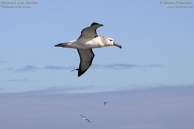 Albatros à cape blanche