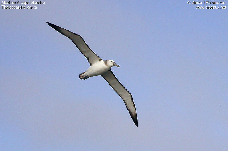 Albatros à cape blanche