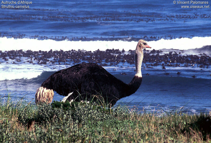 Common Ostrich