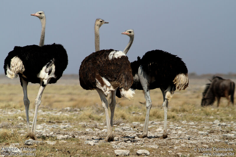 Common Ostrich