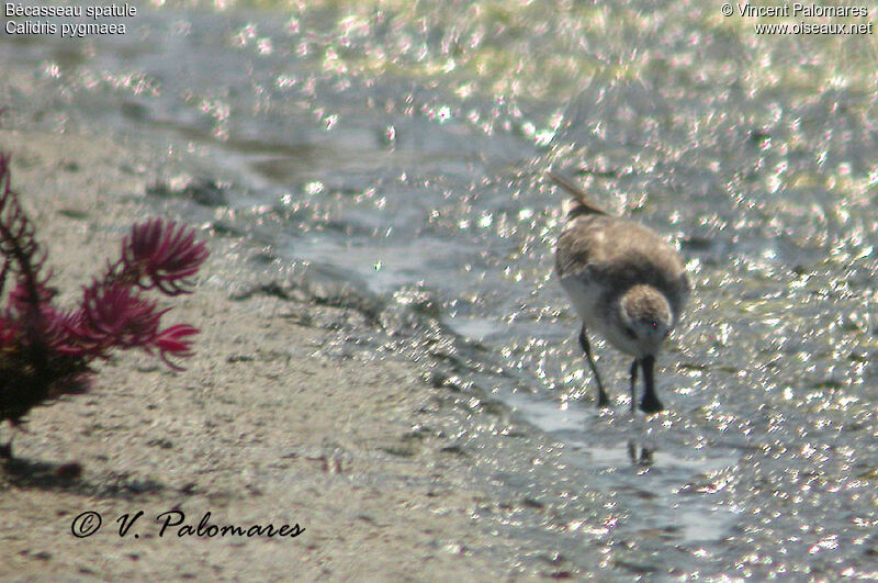 Spoon-billed Sandpiper