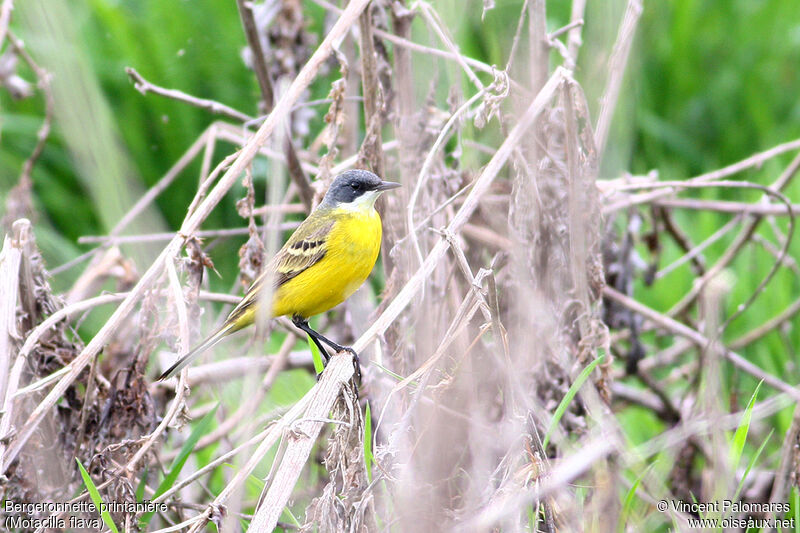 Western Yellow Wagtail male