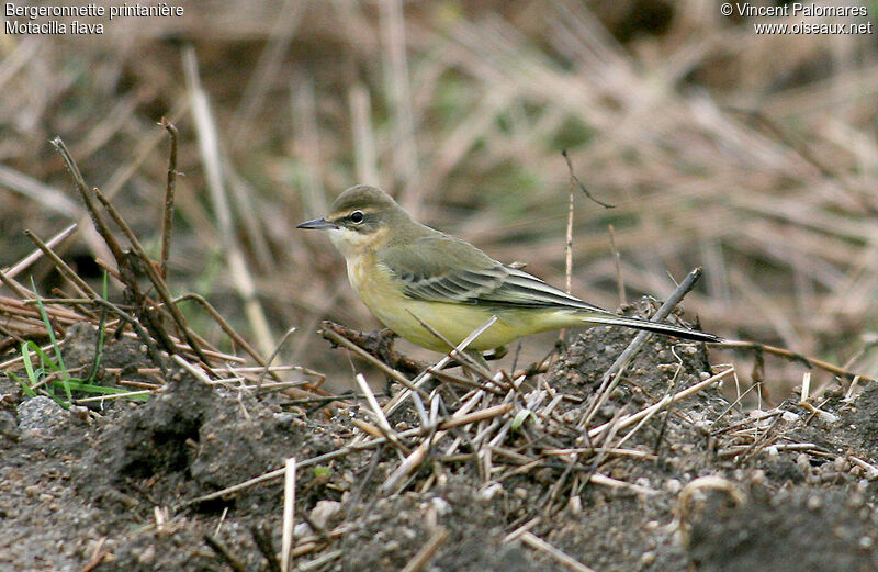 Western Yellow Wagtail