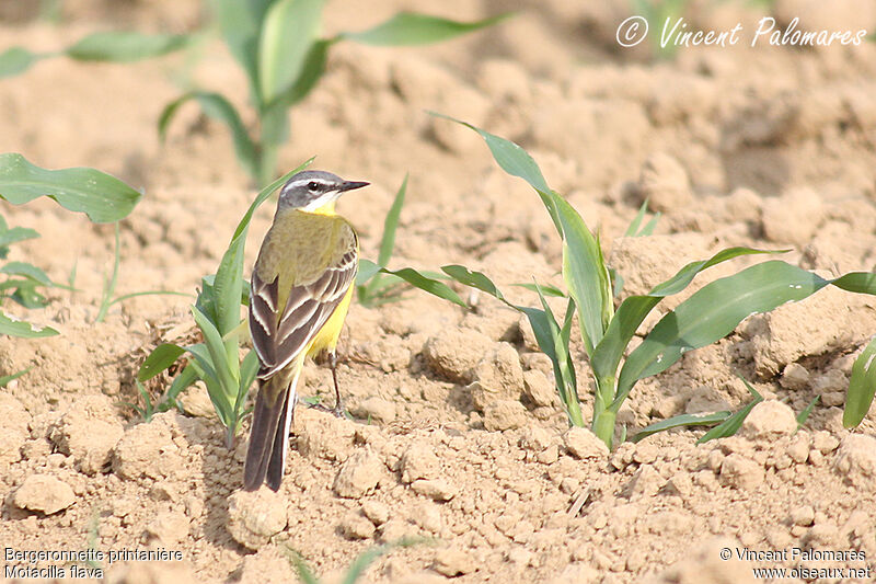 Western Yellow Wagtail