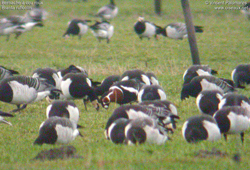 Red-breasted Goose