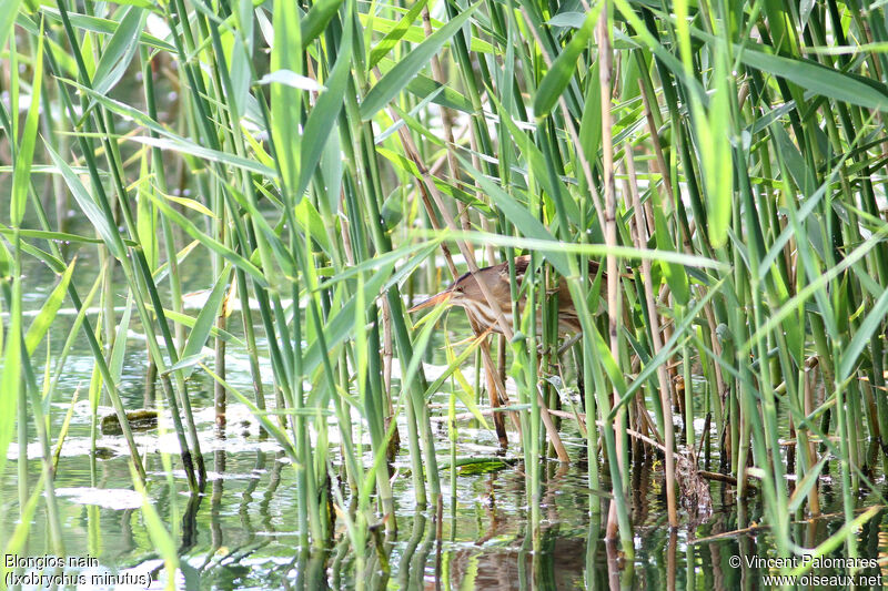 Blongios nain femelle, habitat