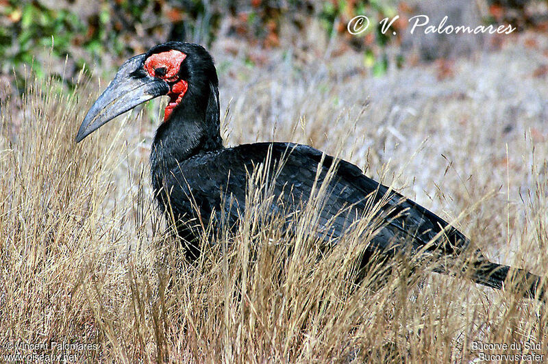 Southern Ground Hornbill