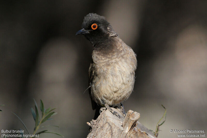 African Red-eyed Bulbul