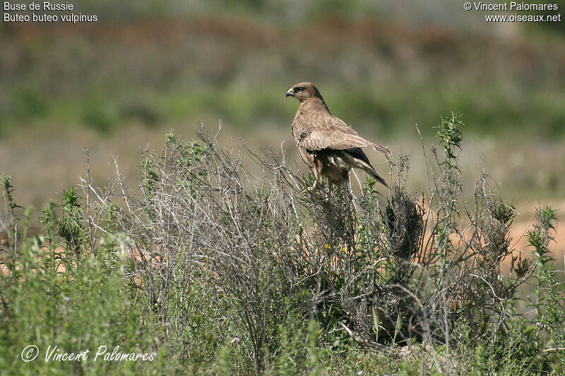 Buse des steppes