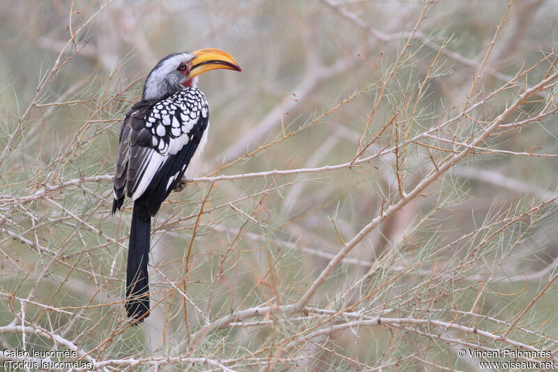 Southern Yellow-billed Hornbill