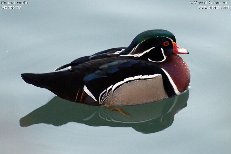 Wood Duck