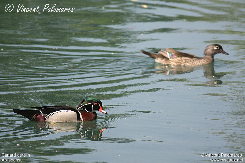 Canard carolin 