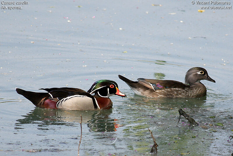 Canard carolin 