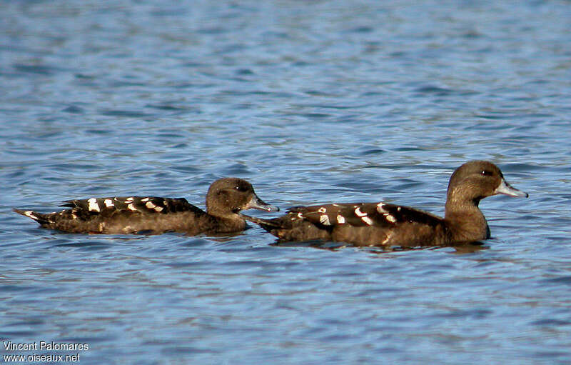 African Black Duck