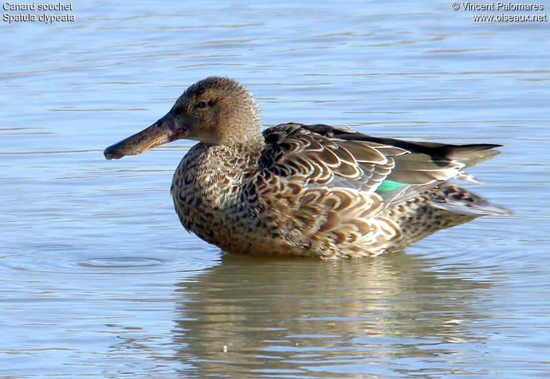 Northern Shoveler