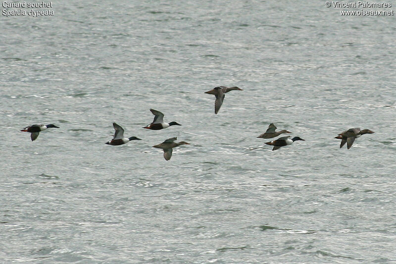 Northern Shoveler