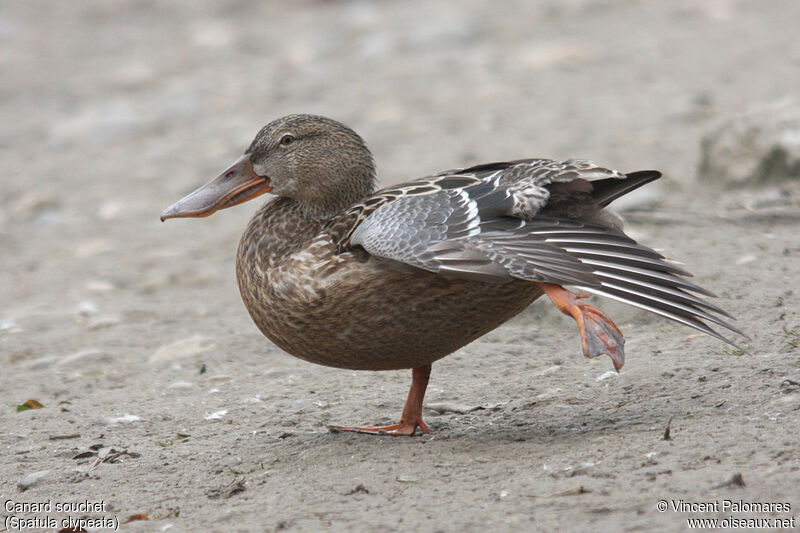 Northern Shoveler female